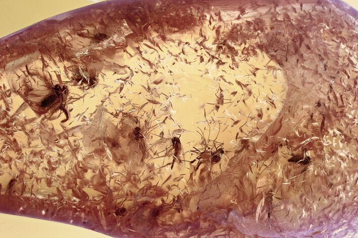 Detailed Fossil True Midge Swarm (Chironomidae) In Baltic Amber #357743